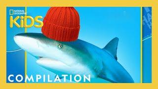 Animal Jokes for Kids  | Nat Geo Kids Compilation | @natgeokids