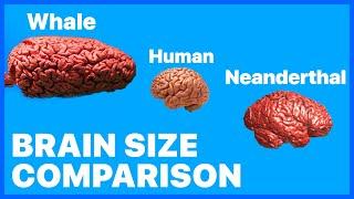 BRAIN Size Comparison • (Shorts)  2024