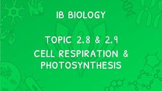 IB Biology Topic 2.8 & 2.9: Respiration & Photosynthesis