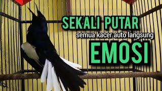 SUARA BURUNG kacer gacor NGEPLONG tarung KONSLET paling AMPUH buat PANCINGAN KACER agar EMOSI