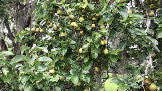 #69 How To Make A Pear Tree From A Cutting