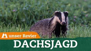 Tipps zur Jagd am Dachsbau | Jagdarten auf den Dachs | Raubwild bejagen | unser Revier | #74