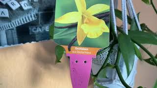 Ванильная Орхидея