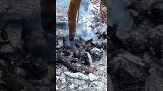 bakar jambu mente di kebun,#fyp #virqlvideo