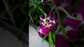 How amazing to grow orchids propagate plant. Dendrobium @Parna Orchid Gardening