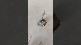 Perfect Restore Casting Copper Snail out of Scrap #shorts #viralvideo #reels #restoration