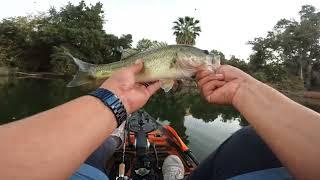 Catching Largemouth Bass at Hart Park (Bakersfield) StrayCaster 10/30/22