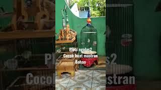 pleci gacor #bird #birdlovers #birds #kicaumania #shortvideo #kicau #reel #viral #pleci #kacer