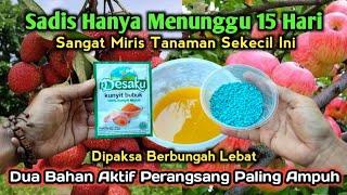 SANGAT MIRIS | Hanya Hitungan 15 Hari Tanaman Sekecil Ini Dipaksa Berbuah Terus‼️