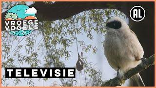 Vliegende roerdomp en broedende buidelmees | TV | Vroege Vogels