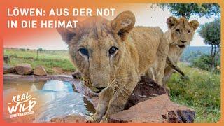 Must-See Doku: Vom Elend zur Freiheit - Die erstaunlichste Löwenrettung | Real Wild Deutschland