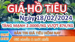 Giá hồ tiêu hôm nay ngày 18/02/2024 | giá tiêu TĂNG NÓNG mức TĂNG MẠNH 2.000 đ/kg