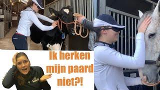 GEBLINDDOEKT paarden raden! #CHALLENGE vlog 157 | Kristy Snepvangers |