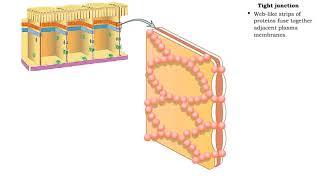 Type of Cell Junctions - Tight and Adherens Junctions