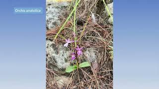 Stow COA Travel Talk  PLANT HUNTING IN TURKEY’S TAURUS MOUNTAINS 10.15.24