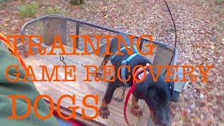 TRAINING GAME RECOVERY DOGS  at Hollis Farms!