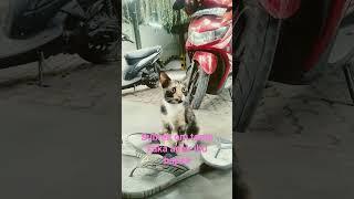 #kucing  cemong mau polower