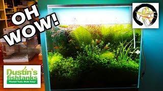 AMAZING AQUARIUM STORE: Aquarium Zen Tour Part 1