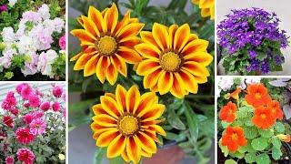 30 BEST Winter Flowers To GROW In Sept-OCT