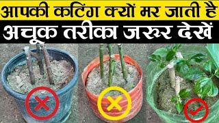 आपकी कटिंग क्यों मर जाती है अचूक तरीका जरूर देखें | How To Grow Cuttings Of Plants | Cutting Plant