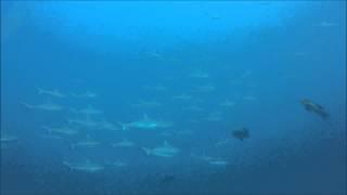 Wall of Sharks, Maldives Siren, Nilandhoo Kandu, Gaafu