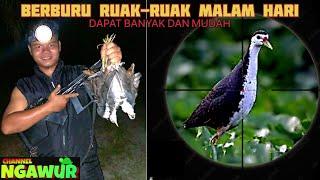 Berburu ruak-ruak malam hari / hunting birds at night