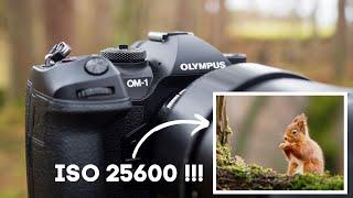 OM System OM-1 | ISO & AF Animal Tracking for Wildlife Photography