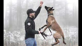 THE BELGIAN MALINOIS - HOW TO TRAIN YOUR PUPPY