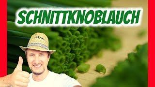 Schnittknoblauch - Der bessere Schnittlauch! Balkongarten Tagebuch