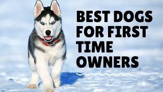 Top 10 Low Maintenance Dog Breeds for Busy Owners | Best Dogs For First Time Owners