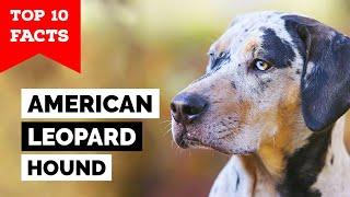 American Leopard Hound - Top 10 Facts