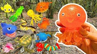 Kids Learn | Sea Animal Names at the Stream for Babies Toddlers Preschoolers: Shark Jellyfish Whale