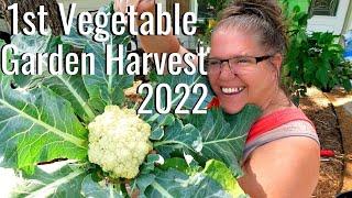 First Vegetable Garden Harvest 2022