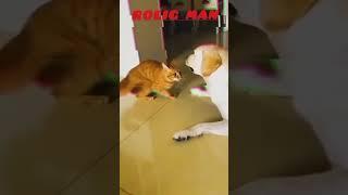 ROLIG MAN funny videos  #fun #funny #rolig #memes #funnyanimals #funnymoments #comedy #shorts