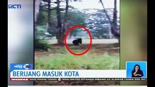 Anak Beruang Madu Muncul di Lapangan Bola di Pangkalan Bun, Kalteng - SIS 04/10