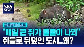쥐들로 뒤덮인 도시…갑자기 왜? / SBS / #D리포트