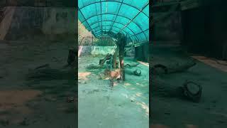 National Zoological Park, Delhi #shorts #shortvideo #youtubeshorts