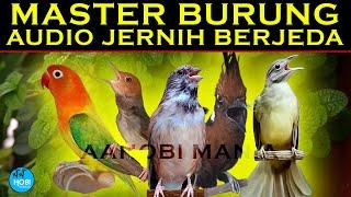 MASTER BURUNG AUDIO JERNIH | Lovebird  Prenjak Blackthroat Cililin KATEM | Berjeda