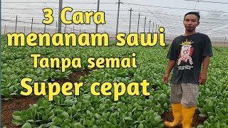 3 Cara menanam sawi tanpa semai mudah dan cepat