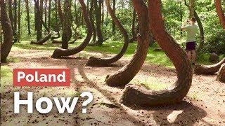 But How?.... Insane Crooked Forest in Poland