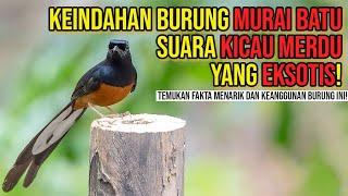 Keindahan Burung Murai Batu , Suara Merdu dan Kecantikan Eksotisnya ! | Jago Kicau