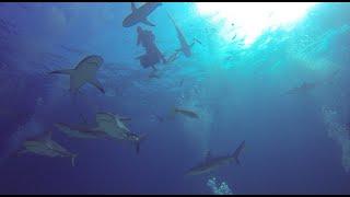 Scuba Diving Bahamas -- Shark Dive -- Wreck Dive -- Stuart's Cove Into The Blue