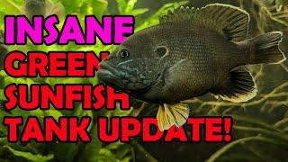 I NEVER Expected THIS!! Sunfish Tank Update You NEED to Watch!!