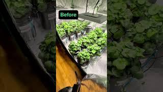 Defoliating the indoor hydroponic strawberry’s for bigger berries #strawberries #hydroponics