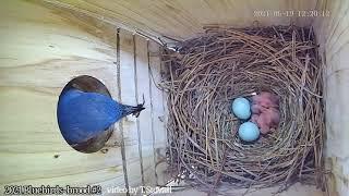 Bluebird nestcam - 5 babies hatch!