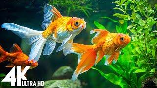 Relaxing Fish Tank with Calming Music | 4K VIDEO (ULTRA HD) | Mesmerizing Moment of Nature