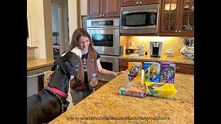 Funny Great Dane Is Excited To Receive Girl Guide Cookies