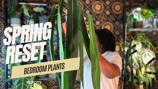 Spring Houseplant chores - potting, cleaning, the bedroom plantslots of anthuriums