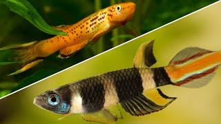 Top 5 Killifish That Every Beginner Should Try