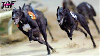 Greyhounds - Dog racing  - Race 480m 